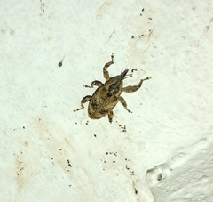 Mechistocerus