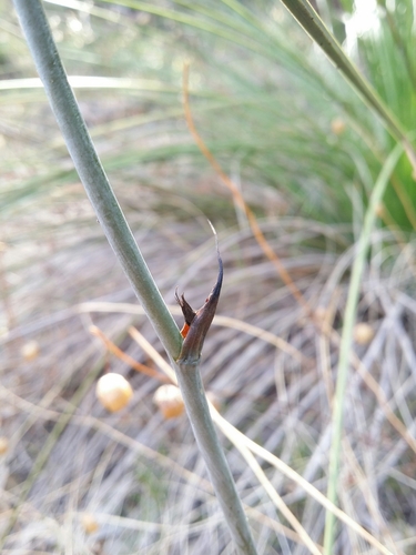 Image of Haemodorum spicatum by (c) Helium Luo, some rights reserved (CC BY)