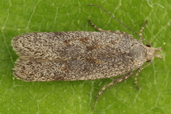 Filatima incomptella