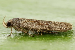 Filatima incomptella