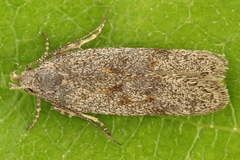 Filatima incomptella