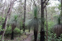 Xanthorrhoea glauca