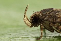 Filatima incomptella