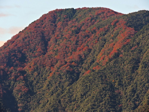 Fagus hayatae (Fagus hayatae)