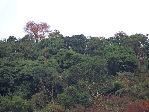 Image of Fagus hayatae by (c) Jacy Chen, some rights reserved (CC BY)