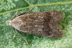Anacampsis fuscella