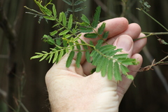 Acacia loroloba