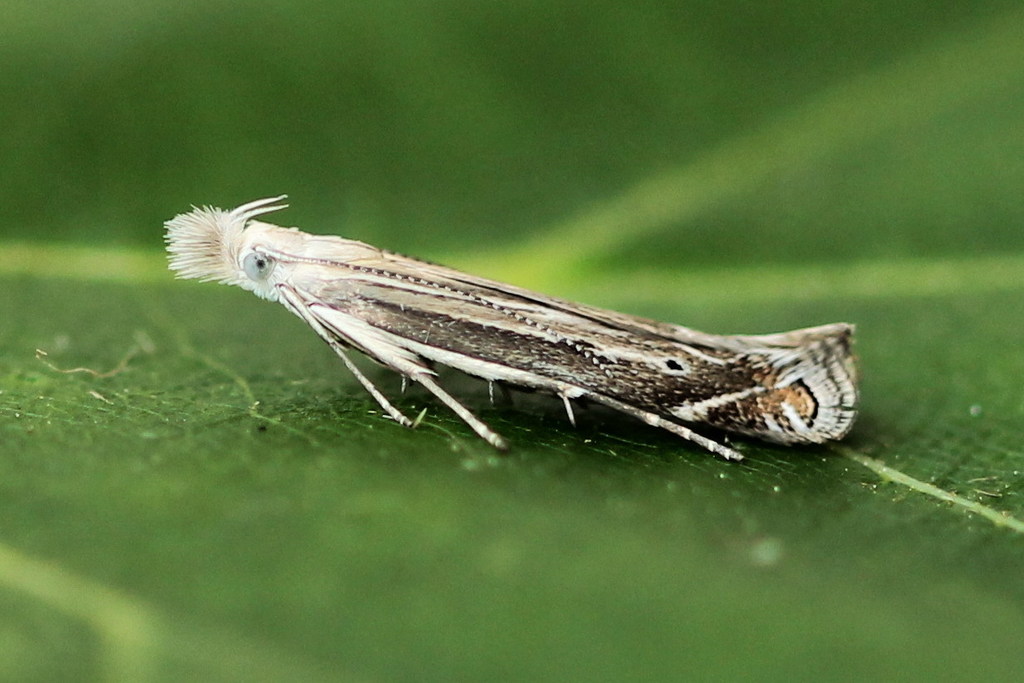 white-border neb