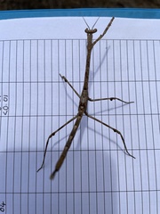 Austrovates variegata