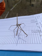 Austrovates variegata