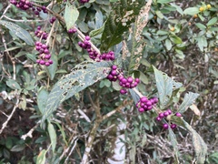 Callicarpa brevipes