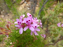Pelargonium denticulatum