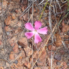 Dianthus thunbergii