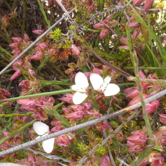 Polygala wittebergensis