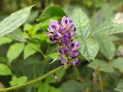 Grona heterocarpos