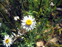 Rhodanthe anthemoides