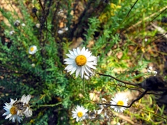 Rhodanthe anthemoides