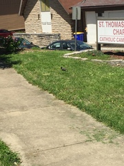 Sturnus vulgaris