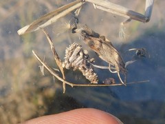 Phalacropterix bruandi