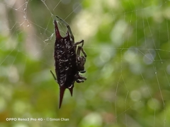 Gasteracantha mengei
