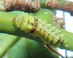 Pseudonacaduba sichela sichela