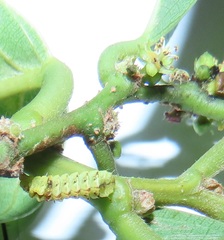 Bridelia micrantha