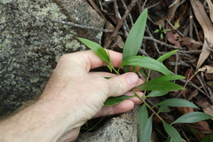 Myoporum acuminatum