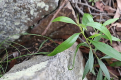 Myoporum acuminatum