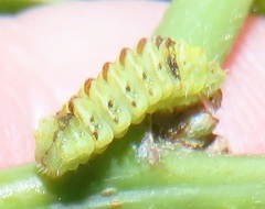 Pseudonacaduba sichela sichela