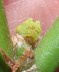 Pseudonacaduba sichela sichela