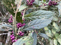 Callicarpa brevipes