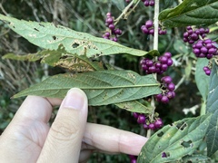 Callicarpa brevipes