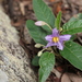 Solanum tetrathecum - Photo (c) Greg Tasney, μερικά δικαιώματα διατηρούνται (CC BY-SA), uploaded by Greg Tasney