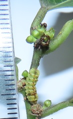 Pseudonacaduba sichela sichela