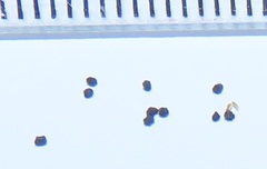 Pseudonacaduba sichela sichela