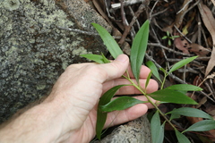 Myoporum acuminatum