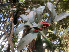 Ilex cinerea