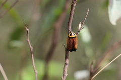 Ellipsidion reticulatum