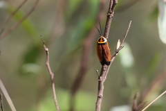 Ellipsidion reticulatum