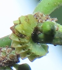 Pseudonacaduba sichela sichela