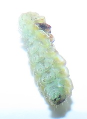 Pseudonacaduba sichela sichela