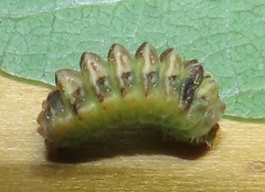 Pseudonacaduba sichela sichela