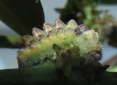 Pseudonacaduba sichela sichela