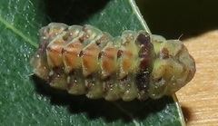 Pseudonacaduba sichela sichela