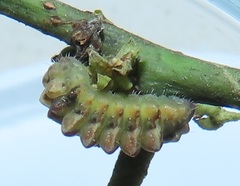 Pseudonacaduba sichela sichela