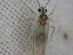 Stenopsocus immaculatus