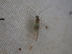 Stenopsocus immaculatus