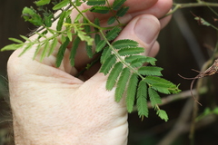 Acacia loroloba