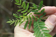 Acacia loroloba