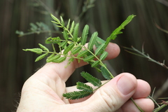 Acacia loroloba